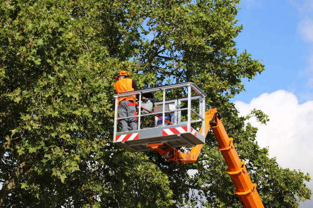 How Our Tree Care Process Works  in Big Coppitt Key, FL